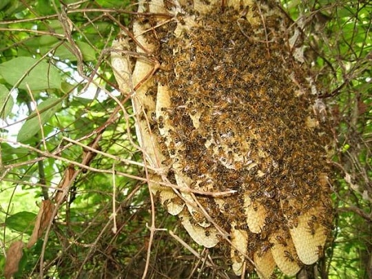 Mật ong rừng tự nhiên